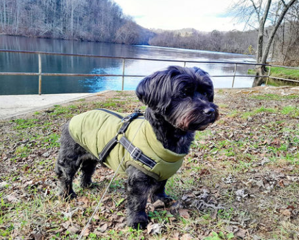 CozyPaw Jas™ – De Ultieme Winterjas met Harnas voor Je Hond