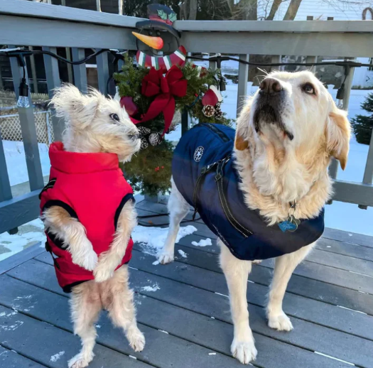 CozyPaw Jas™ – De Ultieme Winterjas met Harnas voor Je Hond