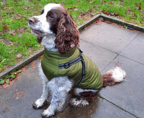 CozyPaw Jas™ – De Ultieme Winterjas met Harnas voor Je Hond
